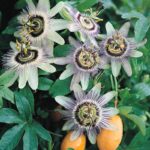 rated lizaro casino.jpg